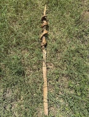Twisted Wood Stick Natural Growth Twist & Bug Breakdown Markings D&D Wizard Art